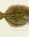 1907 Flat Fish - Antique Sherman F. Denton Fish Print