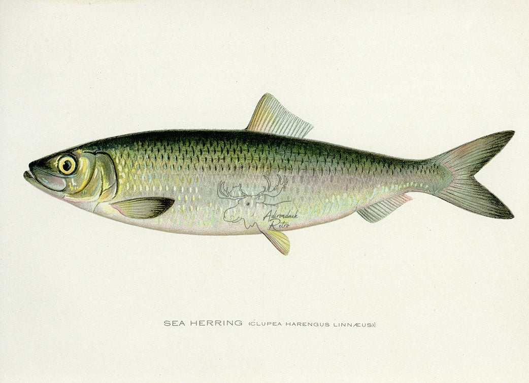 1907 Kingfish - Antique Sherman F. Denton Fish Print