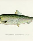 1907 Kingfish - Antique Sherman F. Denton Fish Print