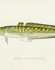 1907 Burbot - Antique Sherman F. Denton Fish Print
