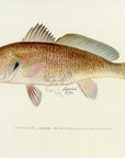 1907 Channel Bass - Antique Sherman F. Denton Fish Print