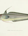 1907 Hake - Antique Sherman F. Denton Fish Print