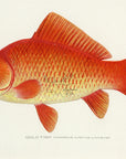 1907 Goldfish - Antique Sherman F. Denton Fish Print