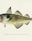 1907 Haddock - Antique Sherman F. Denton Fish Print