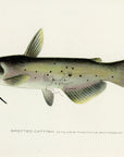1907 Spotted Catfish - Antique Sherman F. Denton Fish Print