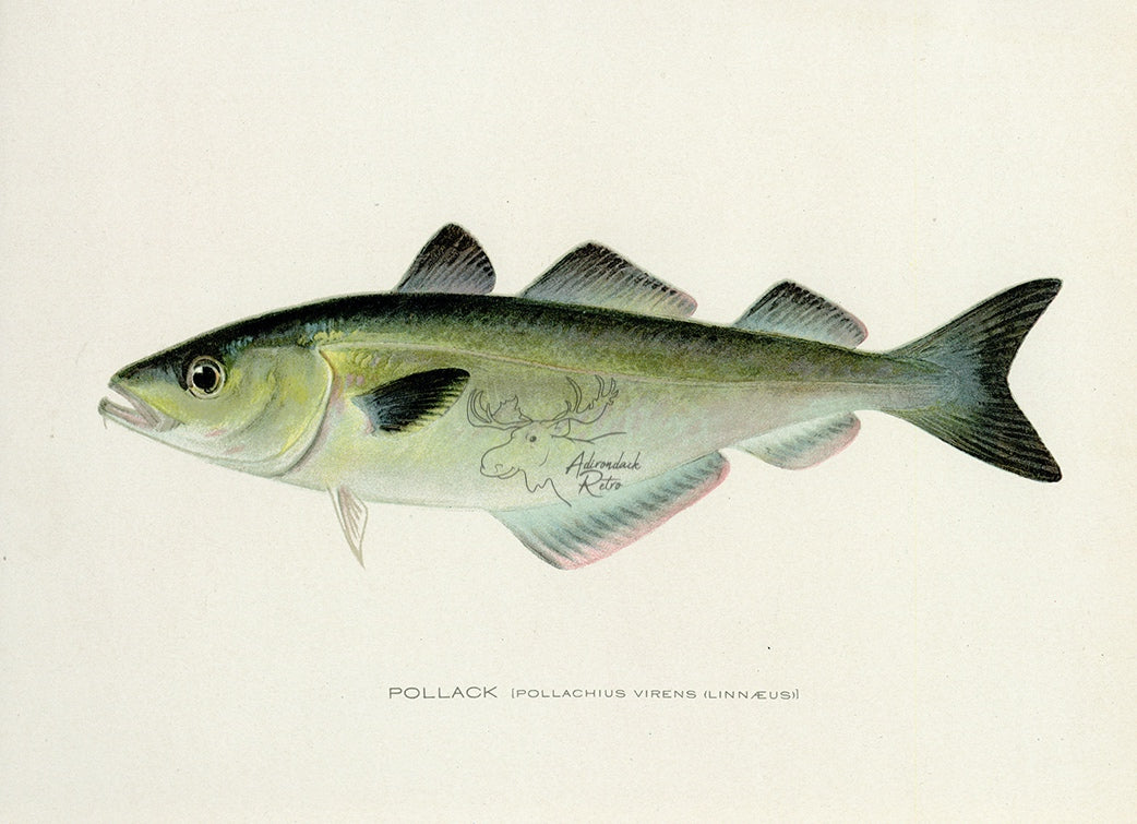 1907 Pollack - Antique Sherman F. Denton Fish Print