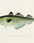 1907 Pollack - Antique Sherman F. Denton Fish Print