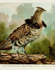 1907 Ruffed Grouse Partridge - Antique William B. Gillette Game Bird Print