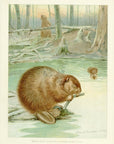 1907 Beaver - Antique Ernest Thompson Seton Rodent Print
