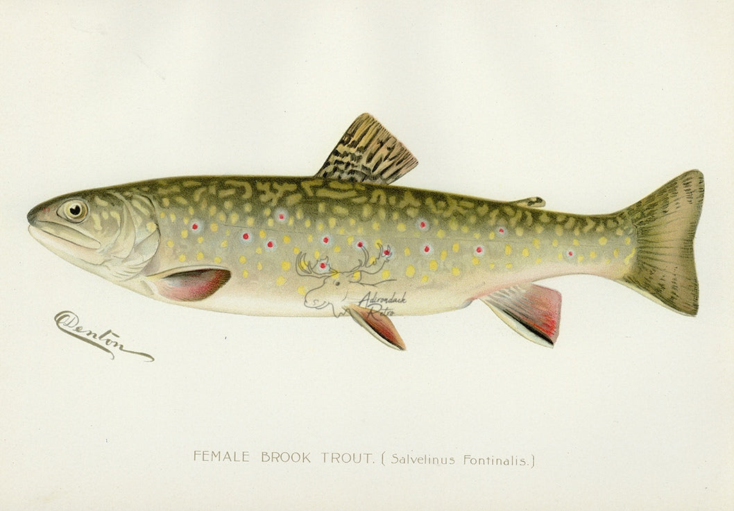 1897 Female Brook Trout - Sherman F. Denton Antique Fish Print