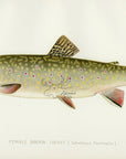 1897 Female Brook Trout - Sherman F. Denton Antique Fish Print