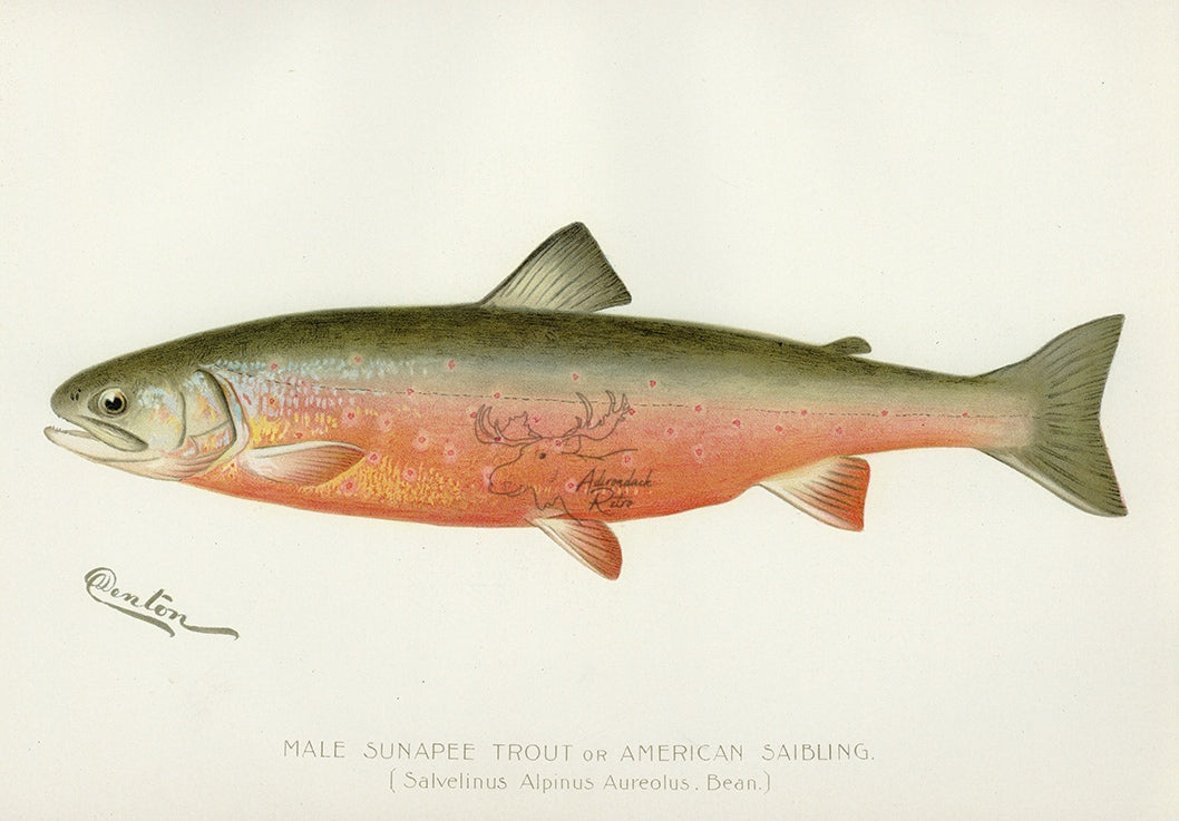 1897 American Saibling - Sherman F. Denton Antique Fish Print