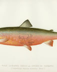 1897 American Saibling - Sherman F. Denton Antique Fish Print