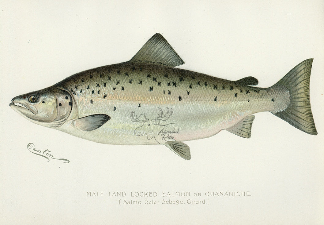 1897 Male Land Locked Salmon - Sherman F. Denton Antique Fish Print