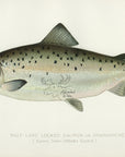 1897 Male Land Locked Salmon - Sherman F. Denton Antique Fish Print