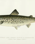 1897 Female Land Locked Salmon - Sherman F. Denton Antique Fish Print