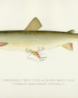 1897 Adirondack Frost Fish - Sherman F. Denton Antique Fish Print