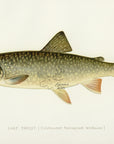 1897 Lake Trout - Sherman F. Denton Antique Fish Print