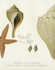 1897 Enemies Of The Oyster - Sherman F. Denton Antique Sea Life Print