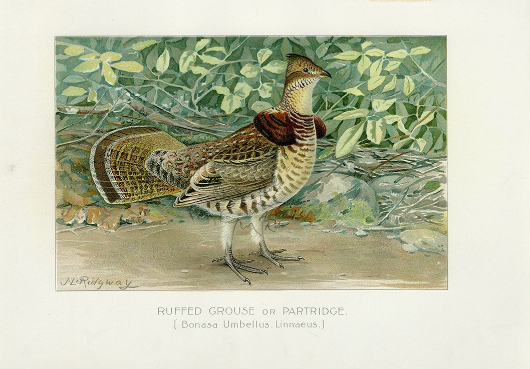 1897 Ruffed Grouse - J.L. Ridgway Antique Bird Print