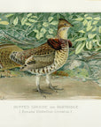 1897 Ruffed Grouse - J.L. Ridgway Antique Bird Print