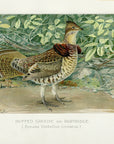 1897 Partridge - J.L. Ridgway Antique Bird Print