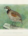 1897 Quail - J.L. Ridgway Antique Bird Print