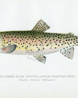 1898 Red Throat Black Spotted Trout - Sherman F. Denton Antique Fish Print