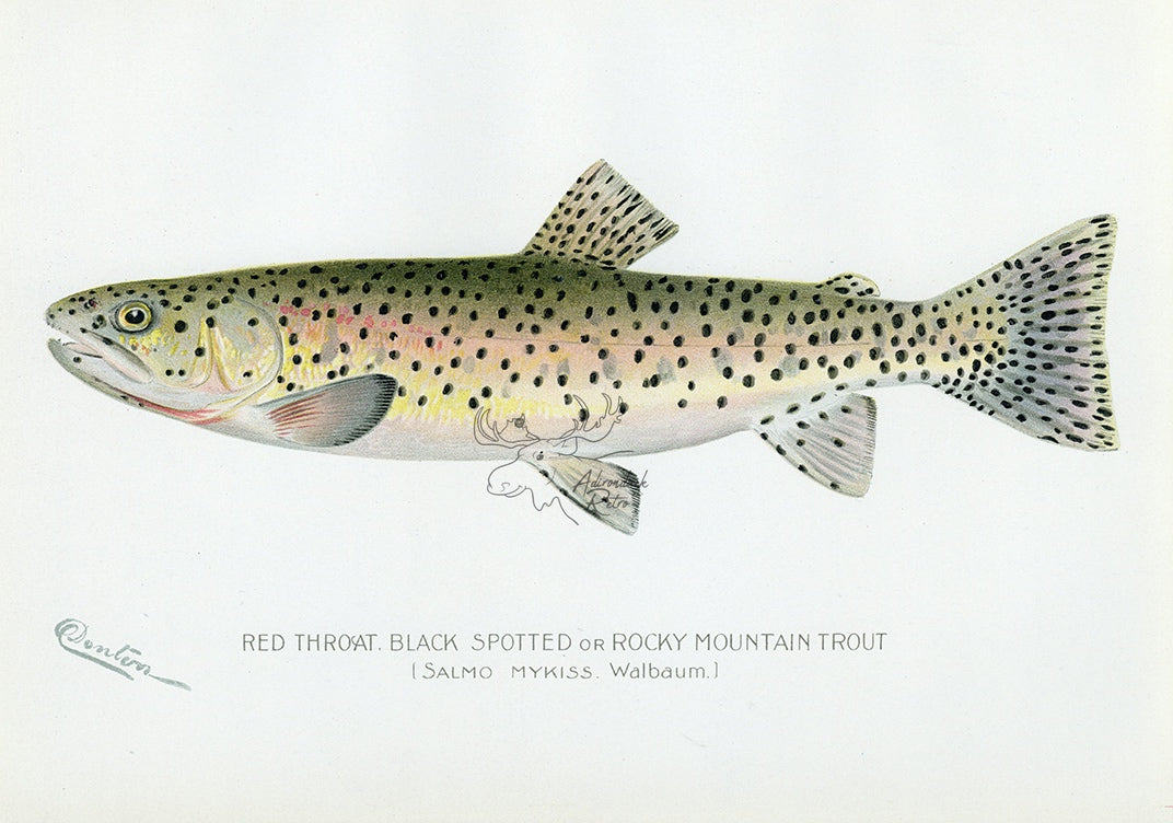 1898 Rocky Mountain Trout - Sherman F. Denton Antique Fish Print