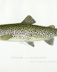 1898 Salmon Trout - Sherman F. Denton Antique Fish Print