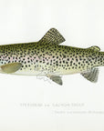1898 Steelhead Trout - Sherman F. Denton Antique Fish Print