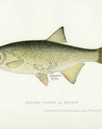 1898 Bream - Sherman F. Denton Antique Fish Print