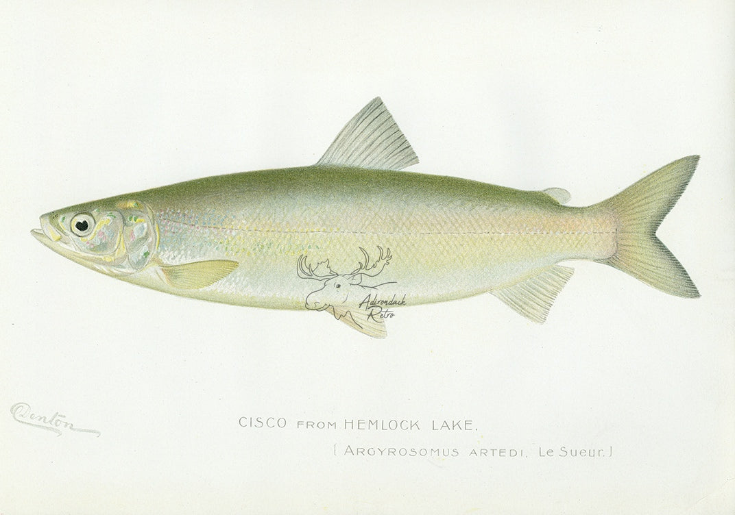 1898 Cisco From Hemlock Lake - Sherman F. Denton Antique Fish Print