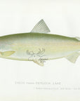 1898 Cisco From Hemlock Lake - Sherman F. Denton Antique Fish Print