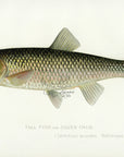 1898 Fallfish - Sherman F. Denton Antique Fish Print