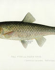 1898 Silver Chub - Sherman F. Denton Antique Fish Print