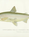 1898 Male Common Whitefish From Canandaigua Lake - Sherman F. Denton Antique Fish Print