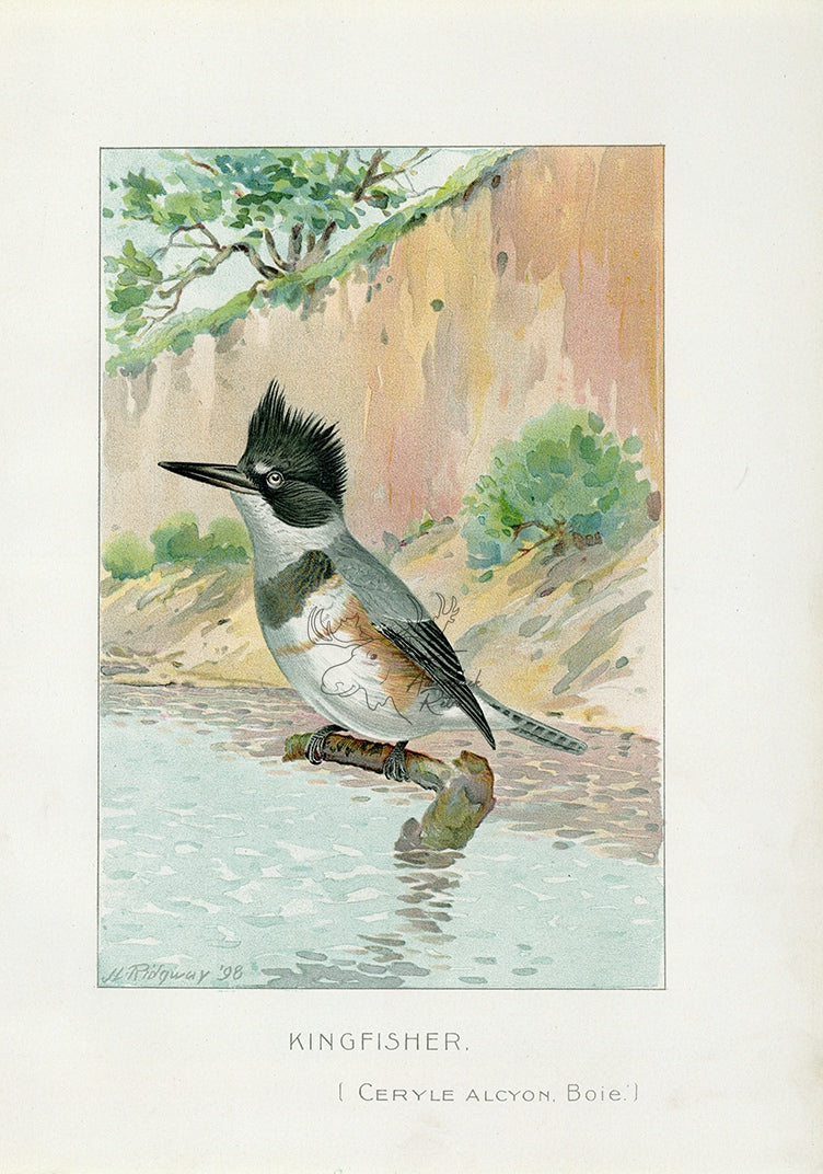 1898 Kingfisher - J.L. Ridgway Antique Bird Print