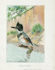 1898 Kingfisher - J.L. Ridgway Antique Bird Print