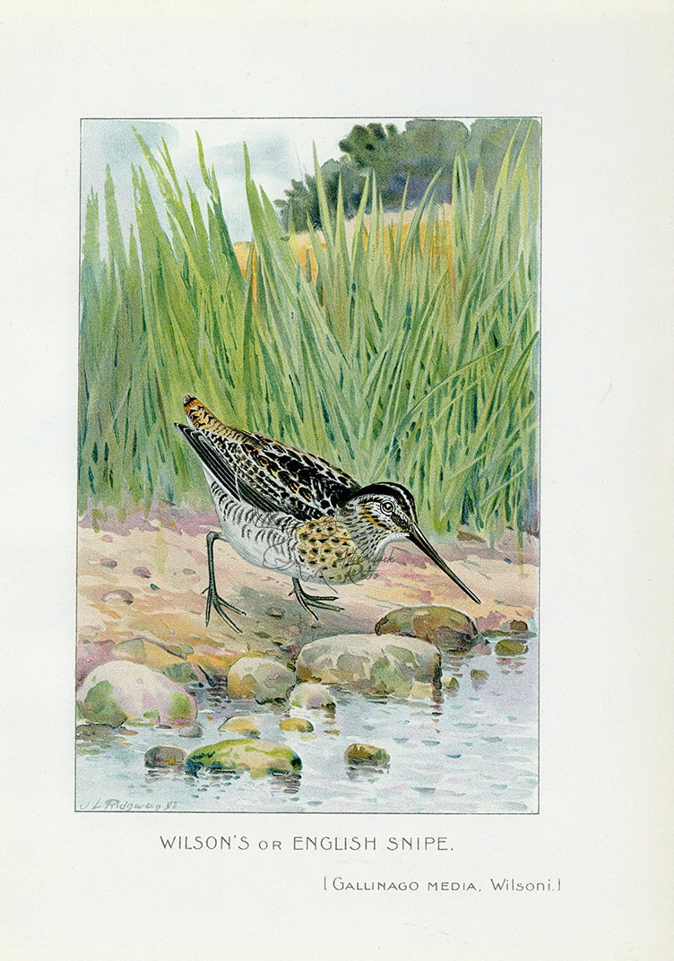 1898 Wilson&#39;s Snipe - J.L. Ridgway Antique Bird Print