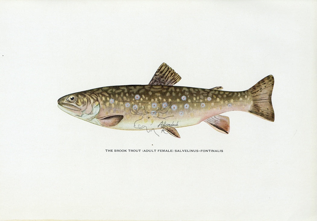 1914 Adult Female Brook Trout - H.H. Leonard Antique Fish Print