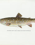 1914 Adult Female Brook Trout - H.H. Leonard Antique Fish Print