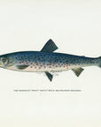 1914 The Rangeley Trout (Adult Male) - H.H. Leonard Antique Fish Print