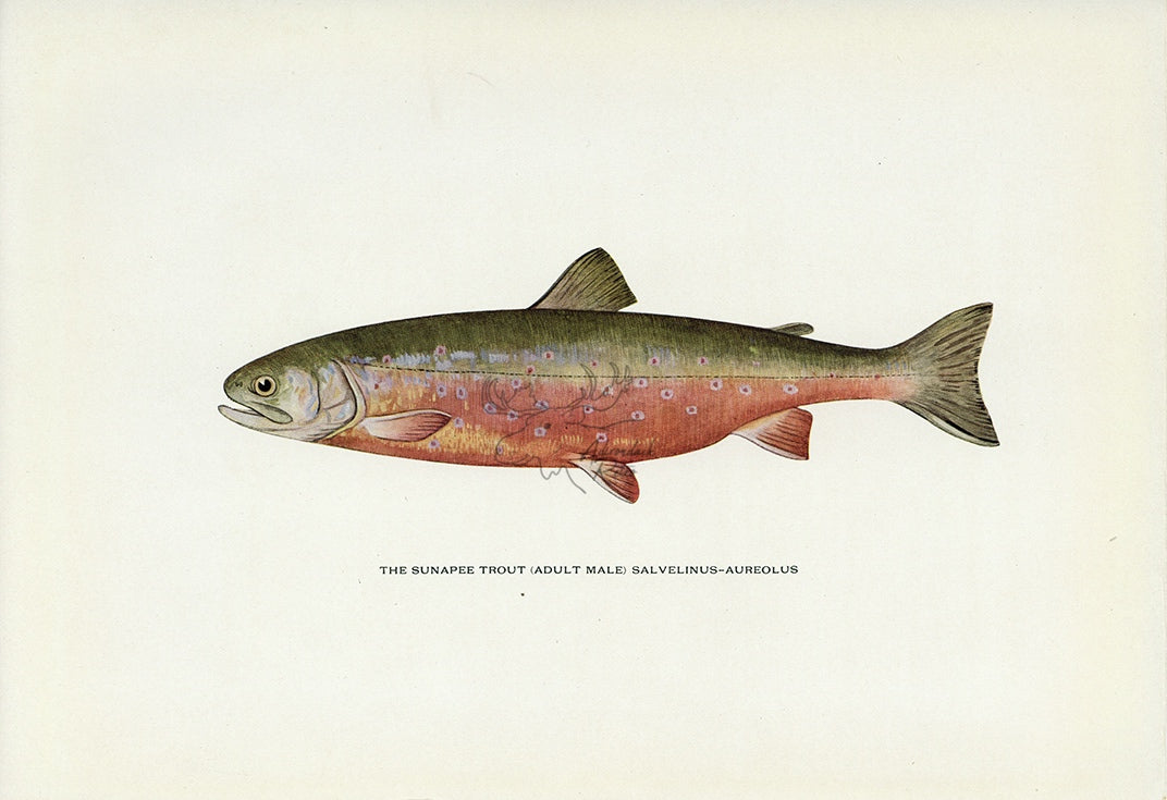 1914 Adult Male Sunapee Trout - H.H. Leonard Antique Fish Print