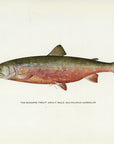 1914 Adult Male Sunapee Trout - H.H. Leonard Antique Fish Print