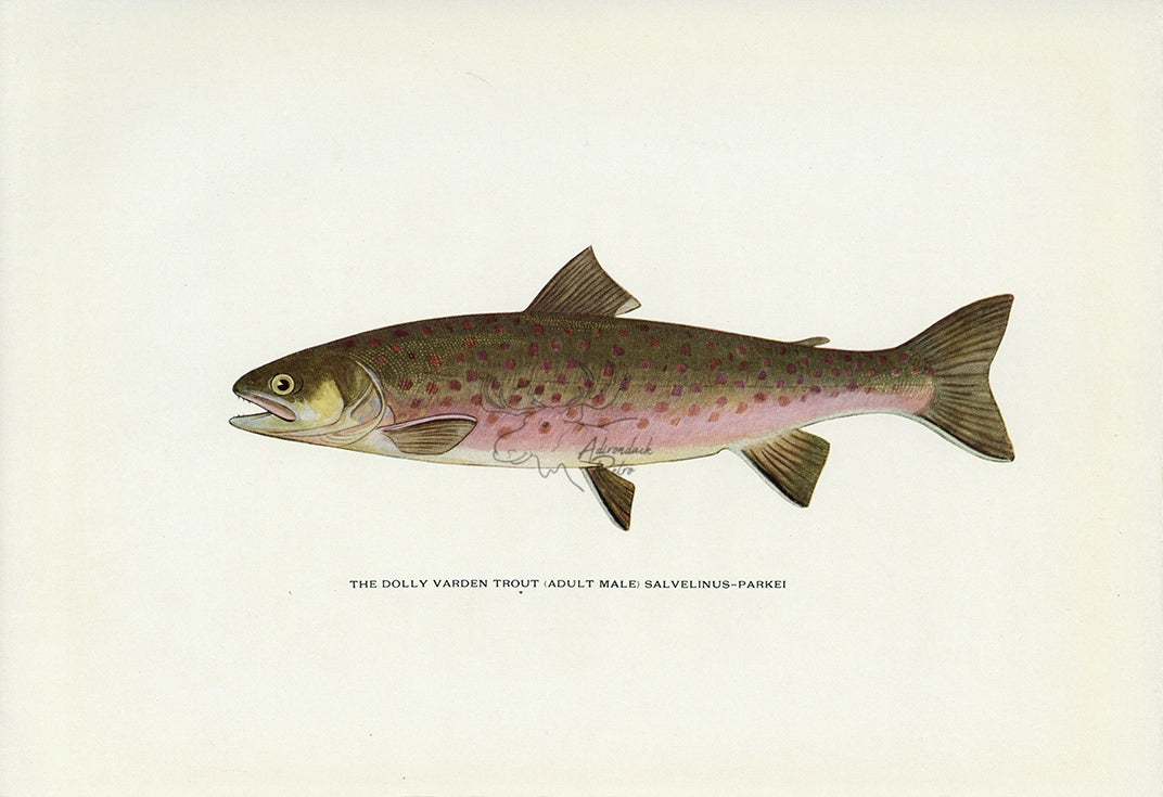 1914 Adult Male Dolly Varden Trout - H.H. Leonard Antique Fish Print