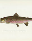 1914 Adult Male Dolly Varden Trout - H.H. Leonard Antique Fish Print