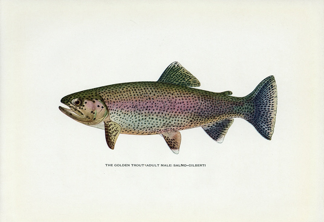 1914 Adult Male Golden Trout - H.H. Leonard Antique Fish Print