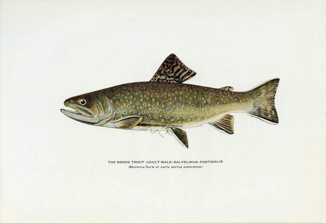 1914 Adult Male Brook Trout (Early Spring Coloration) - H.H. Leonard Antique Fish Print