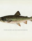 1914 Adult Male Great Lake Trout - H.H. Leonard Antique Fish Print